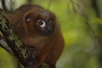 Red-bellied lemur