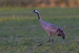 Common or European crane