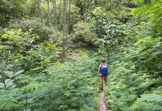 Hiker walking on trail through dense vegetation