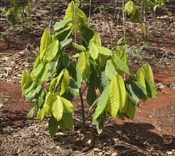 Young cacao tree