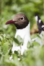 Black-headed Gull