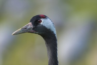 Common or European crane