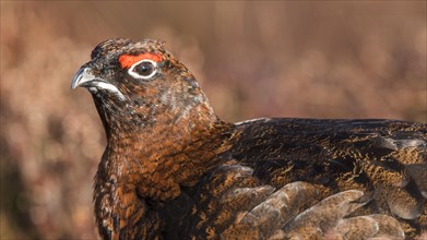 Red Grouse