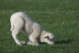Lamb kneels for browsing