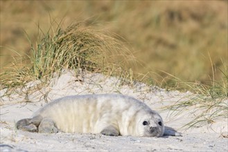 Gray Seal