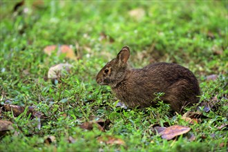 Marsh rabbit