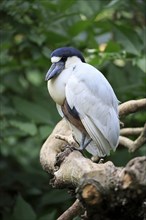 Boat-billed heron