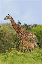 Cape giraffes