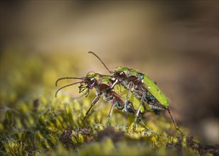 Two Green tiger beetle