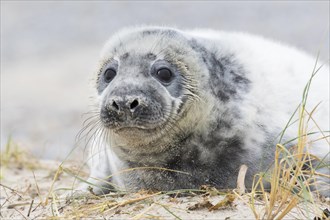 Grey seal