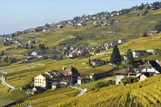 Vineyards in autumn with view of winemaking villages Epesses and Riex