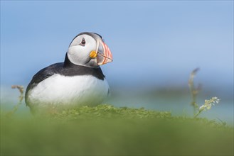 Puffin