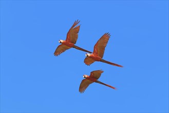 Three Scarlet Macaws