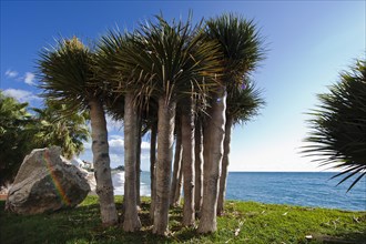 Palm trees on the beach near Almunecar