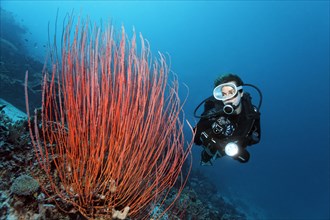 Diver looking at Red whip coral