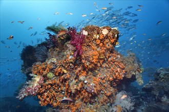 Underwater landscape with coral block densely covered with different soft corals