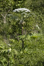 Giant hogweed or wild parsnip