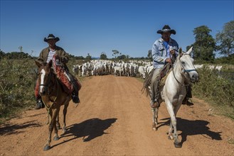 Two cowboys on horses with a herd of Nelore cattle on gravel road