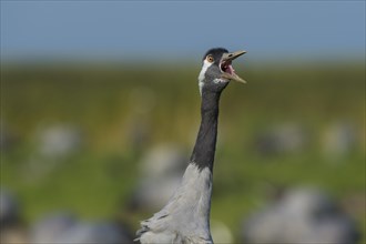 Common or European crane