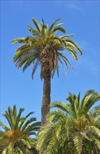 Canary date palm