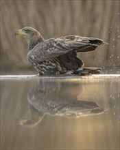 White-tailed eagle