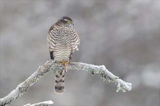 Northern sparrowhawk