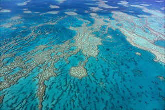 Structures in the Coral Reef