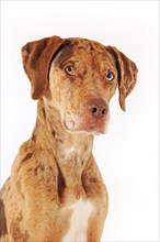 Catahoula Leopard Dog