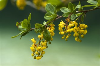 Blossoms of a common barberry