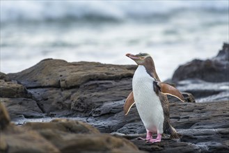 Yellow-eyed penguin