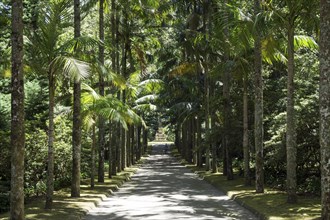 Palm tree avenue in the Parque Terra Nostra