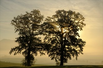 Trees in the morning light and fog