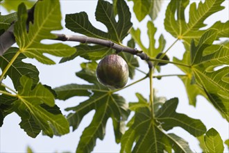 Common fig