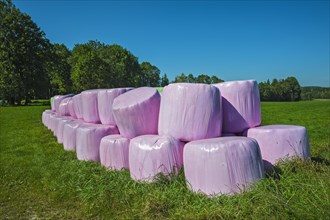 Silage bales in pink plastic wrap