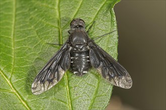 Bee fly
