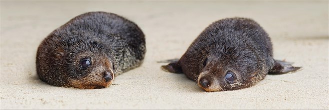 Young New Zealand Fur Seals