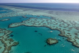 Coral Reef