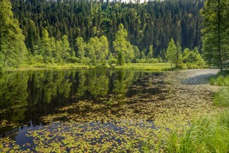 Ellbachsee