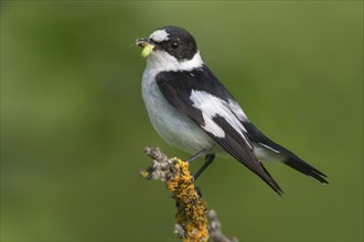 Collared flycatcher