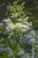 Blossoming Meadowsweet