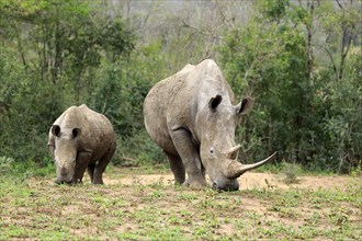 White rhinoceroses