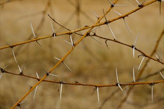 Thorns of a camelthorn treees