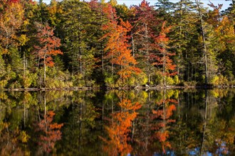 Mixed forest