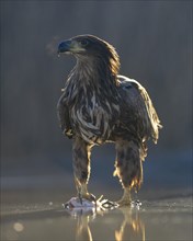 White-tailed eagle