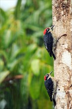 Black-cheeked woodpeckers