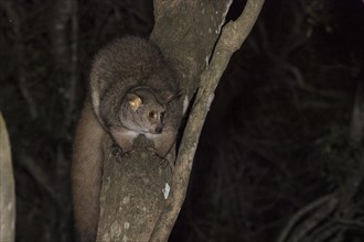 Brown greater galago
