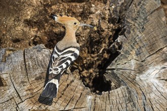 Hoopoe