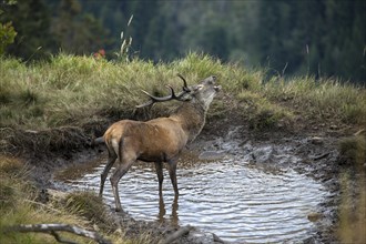 Red Deer