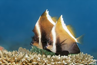 Pair of horned bannerfish