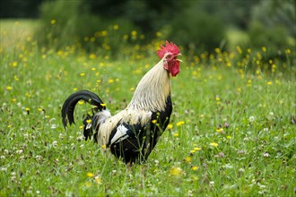 Rooster on a flower meadow
